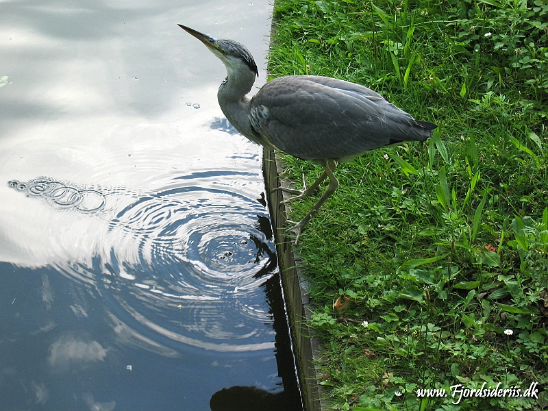 KBH zoo 190703 004.JPG